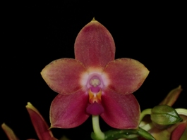 Phalaenopsis Jacque Hodges Red Sun HCC 78 pts.